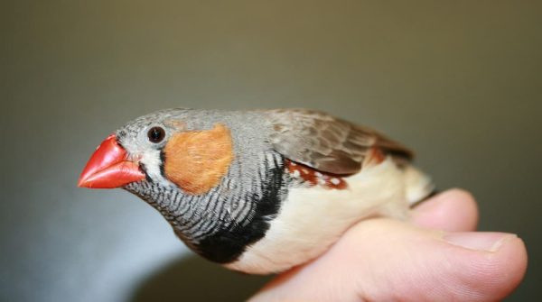 Identifying The Signs A Zebra Finch Is Dying Featherland Bird Cages