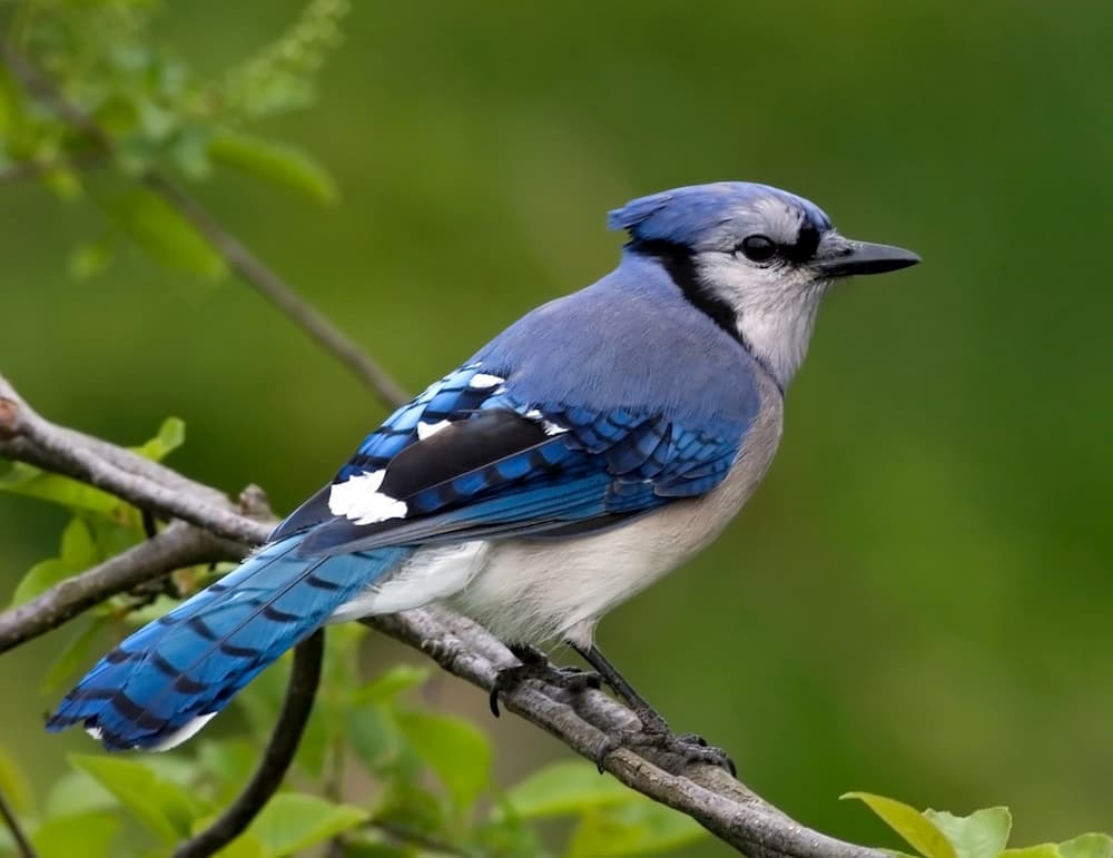 Blue Jays, Common Birds in Missouri