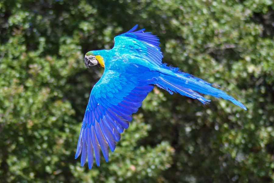 Blue Macaw Size
