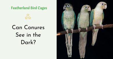 Can Conures See in the Dark