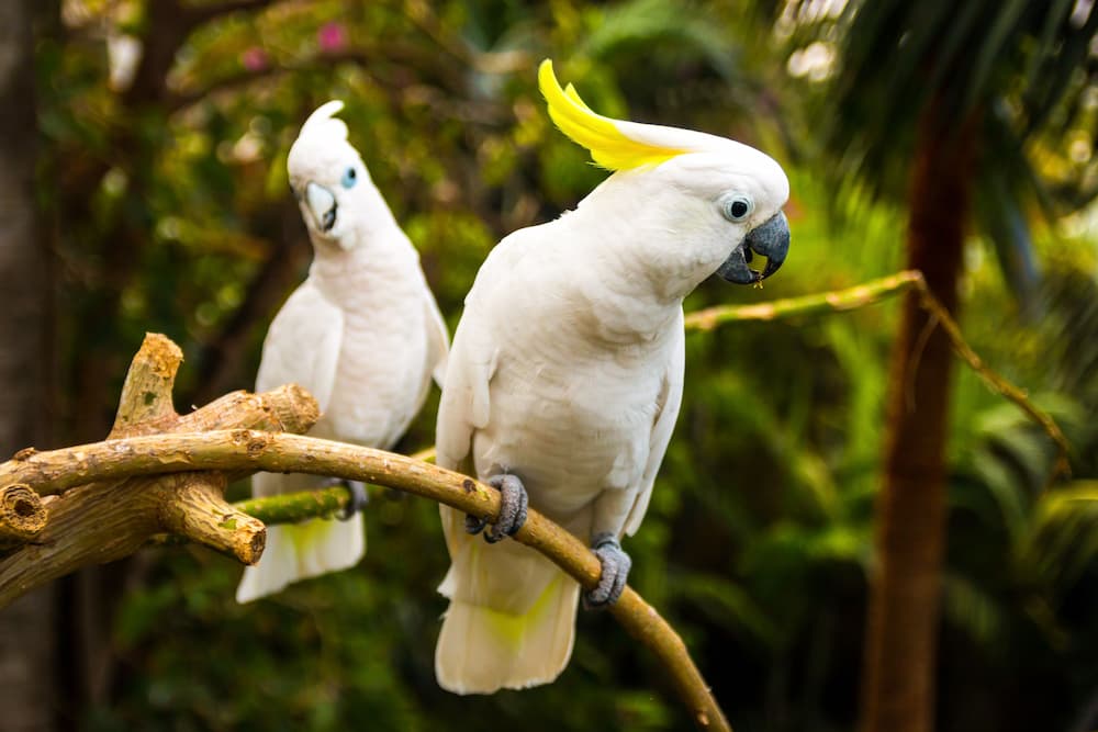 Can a Cockatoo Talk?