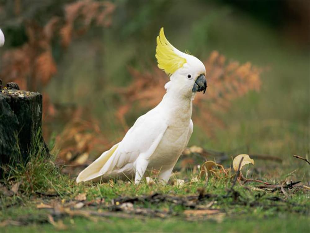 Can a Cockatoo Talk?