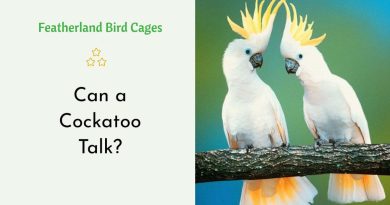 Can a Cockatoo Talk?