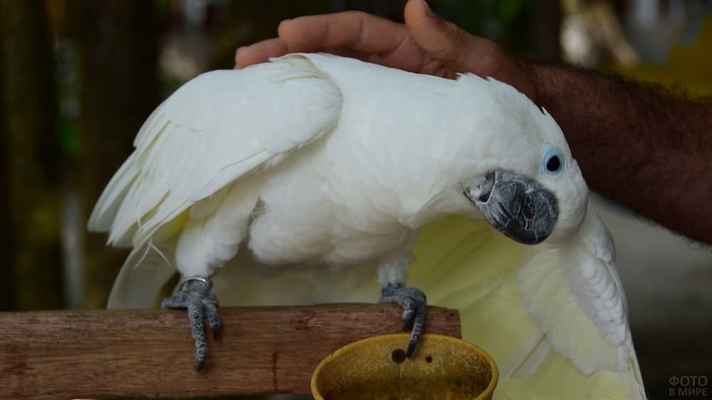 Causes of Cockatoo Bite and How to Stop It