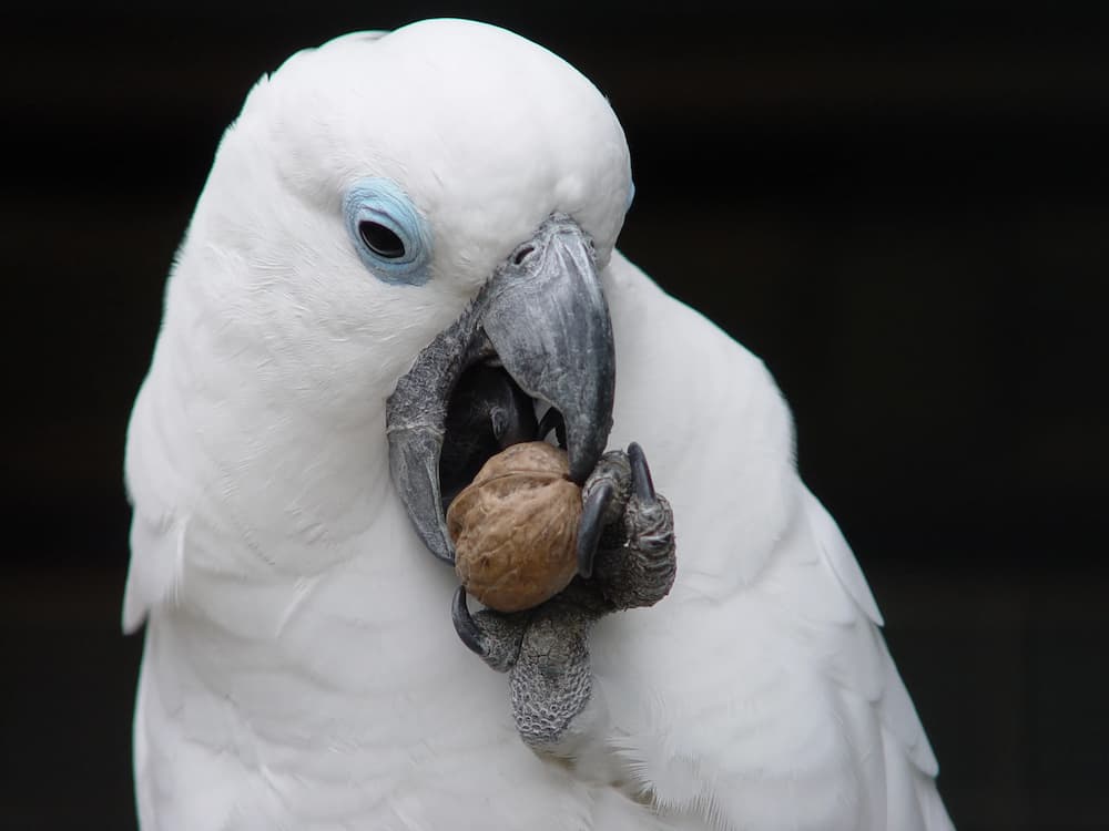 Causes of Cockatoo Bite and How to Stop It