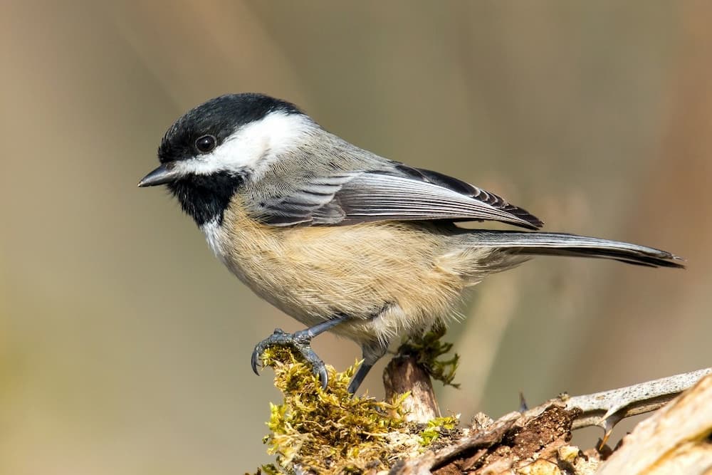 Chickadees, Common Birds in Missouri