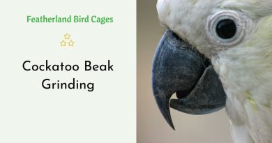Cockatoo Beak Grinding