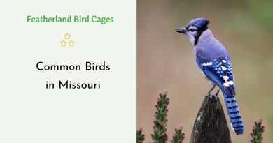 Common Birds in Missouri