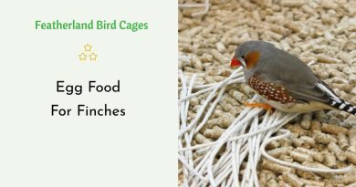 Egg Food For Finches