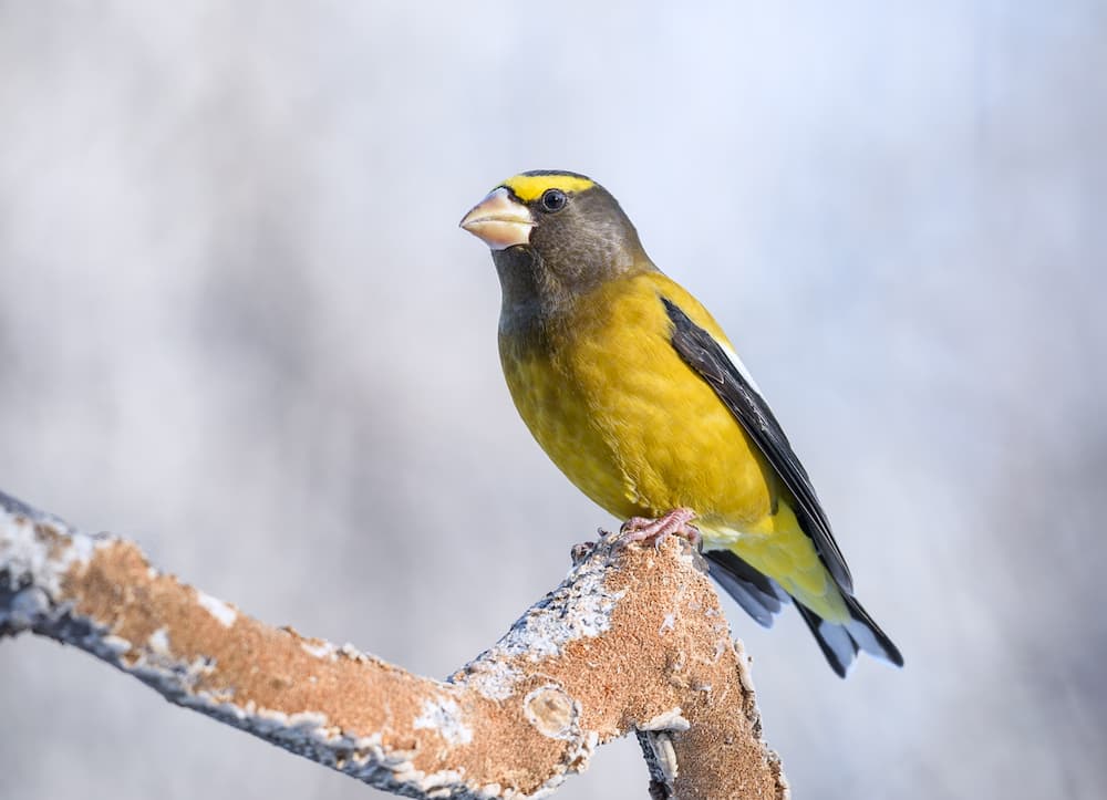 Evening Grosbeaks, Common Birds in Missouri