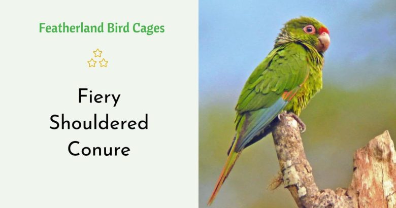 Fiery Shouldered Conure