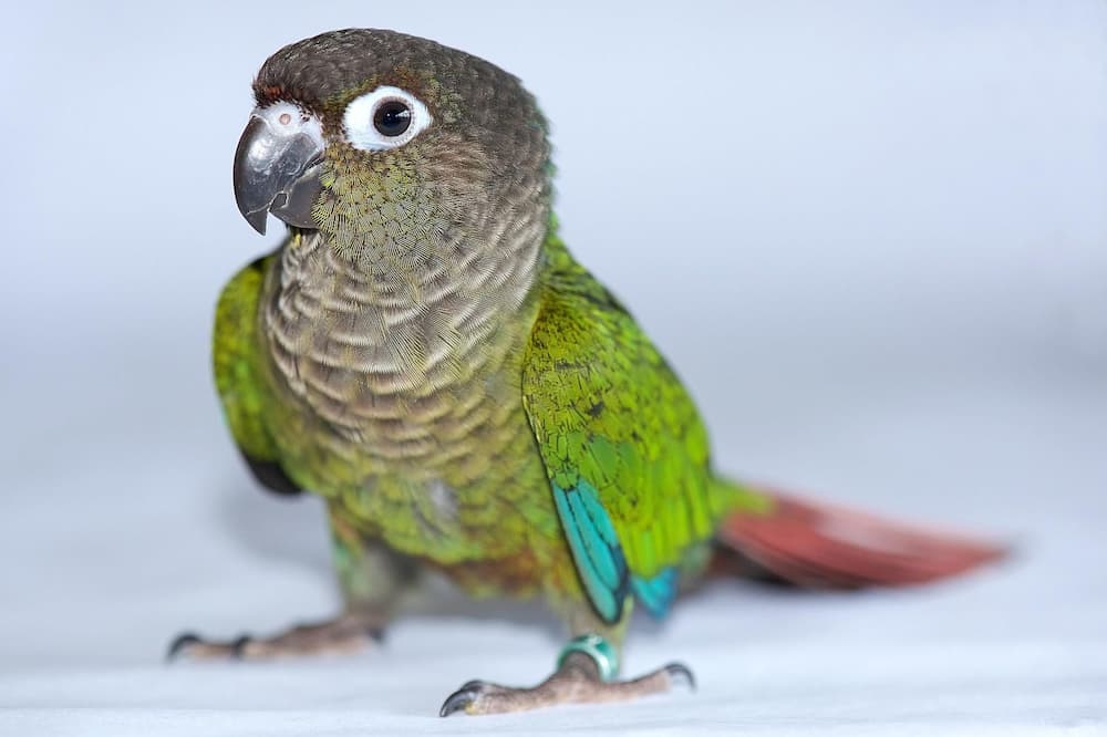 Fiery Shouldered Conure