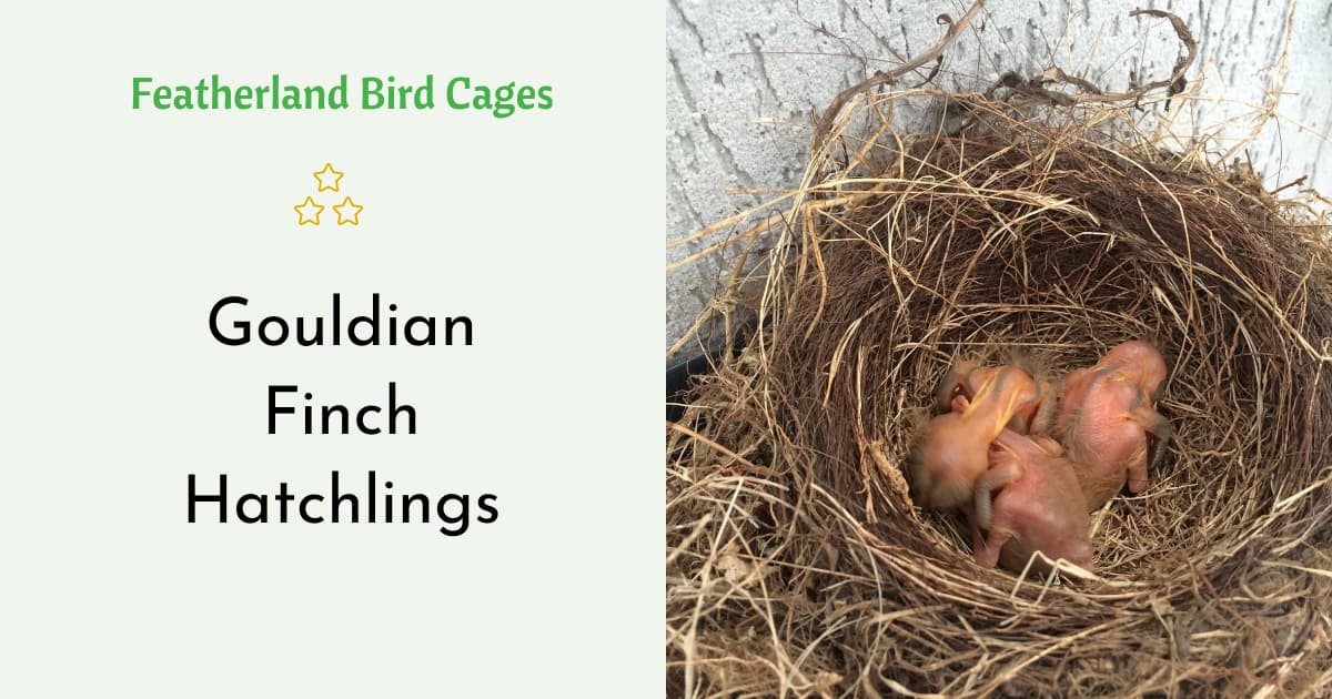 Gouldian Finch Hatchlings - Featherland Bird Cages