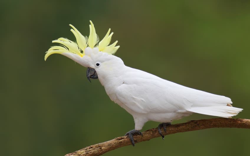 Green Cockatoo Bird Facts