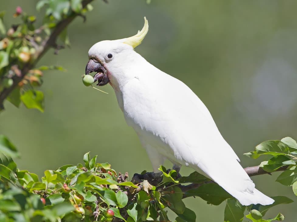 Green Cockatoo Bird Facts