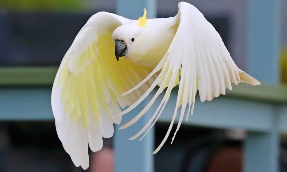 Green Cockatoo Bird Facts