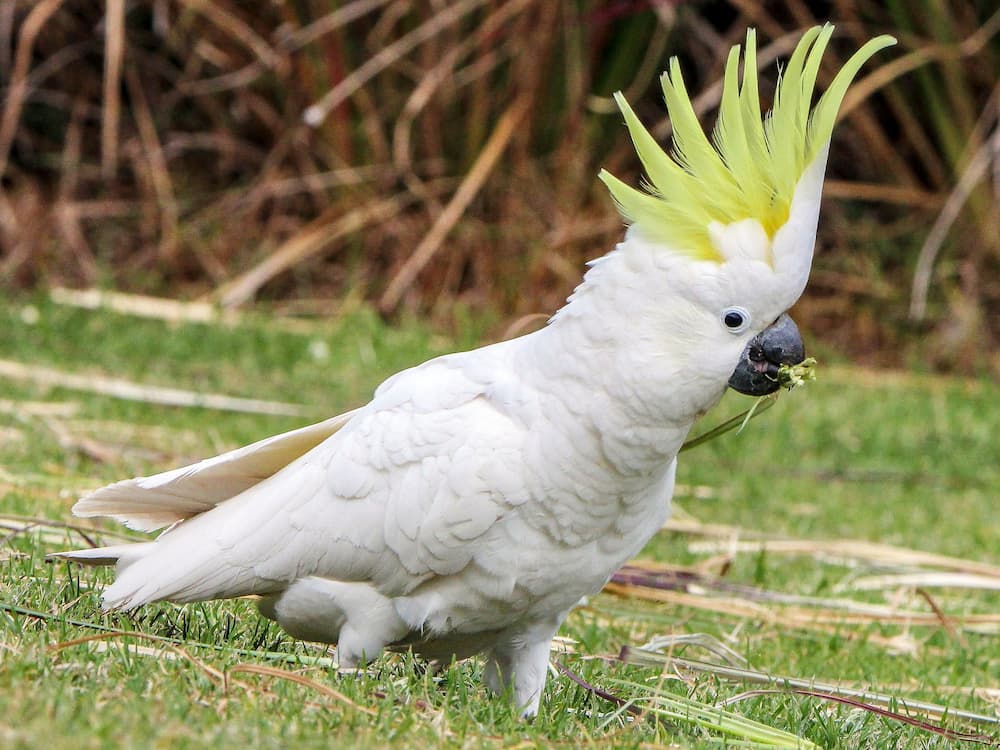 Green Cockatoo Bird Facts