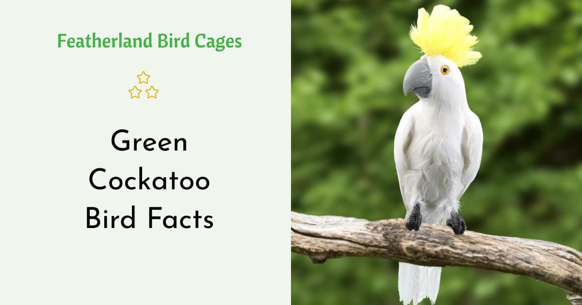 Green Cockatoo Bird Facts - Featherland Bird Cages