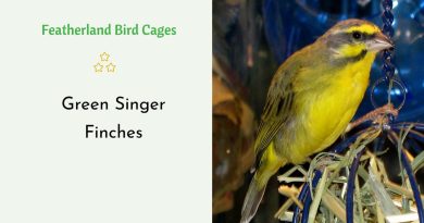 Green Singer Finches