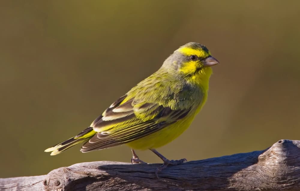 Green Singer Finches