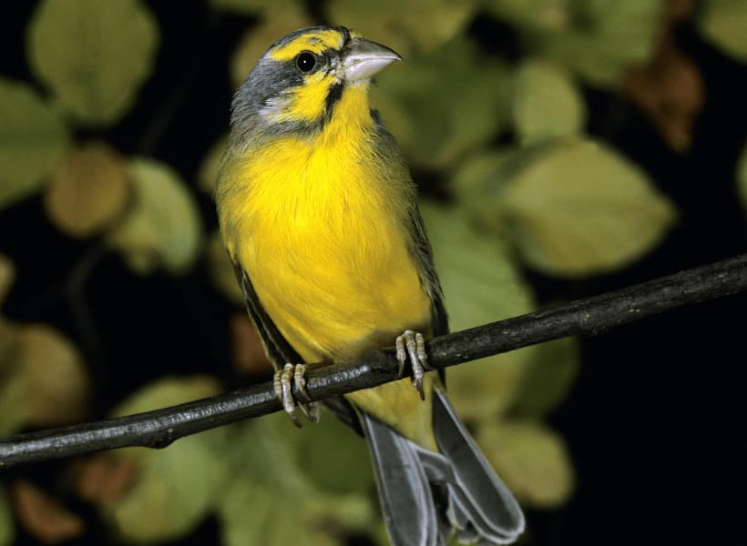 Green Singer Finches