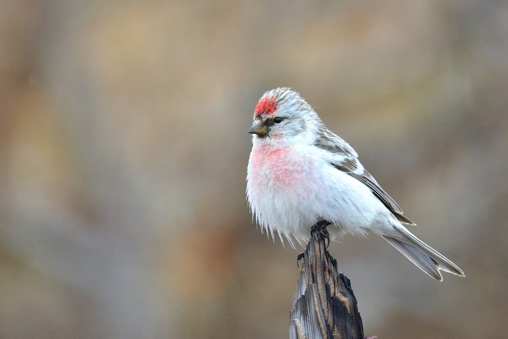 Hoary Redpoll, Common Birds in Missouri