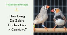 How Long Do Zebra Finches Live in Captivity?