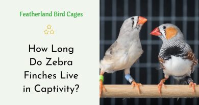 How Long Do Zebra Finches Live in Captivity?