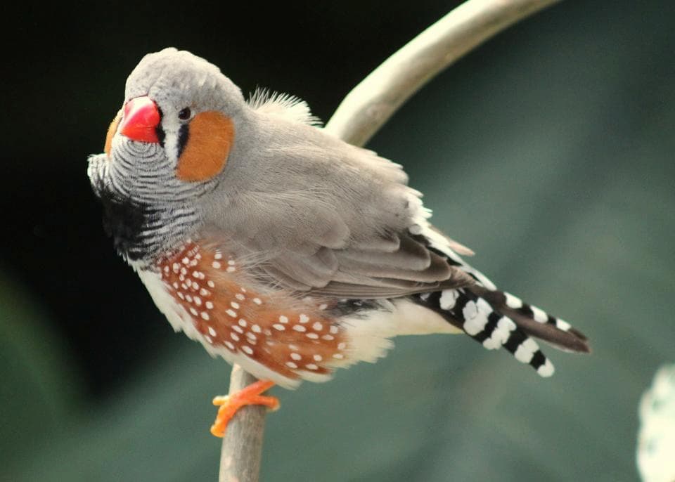 How Long Does a Zebra Finch Live