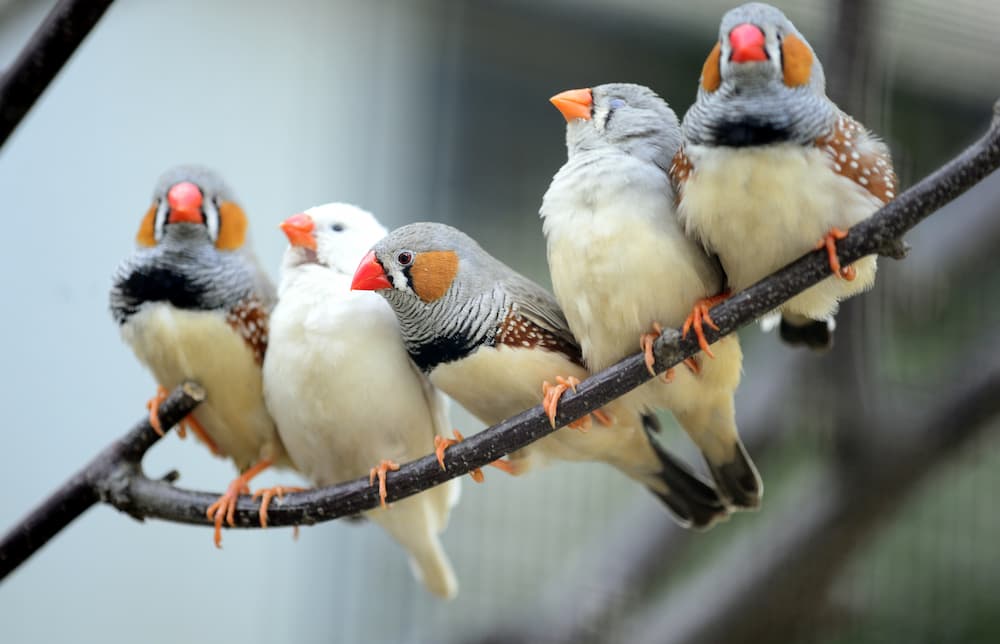 How Long Does a Zebra Finch Live