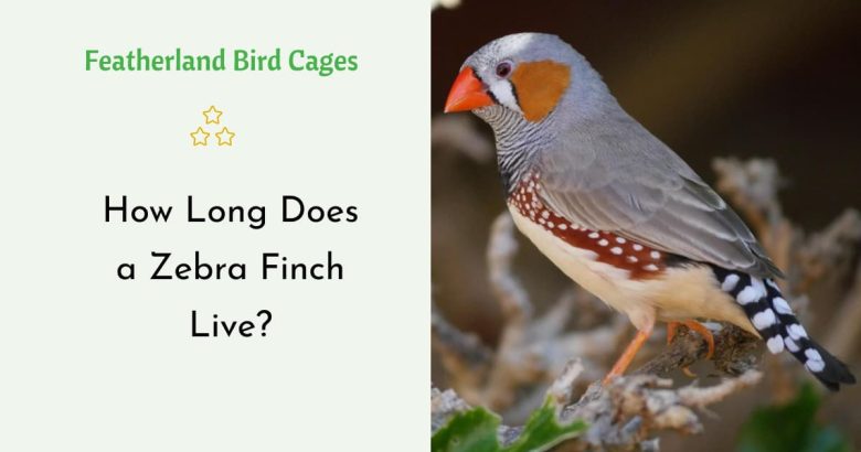 How Long Does a Zebra Finch Live