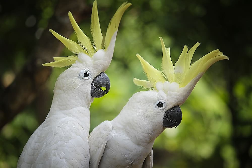 How Old Can Cockatoos Live