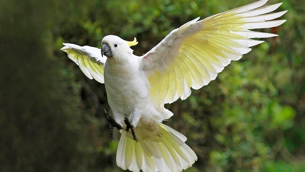 How Old Can Cockatoos Live