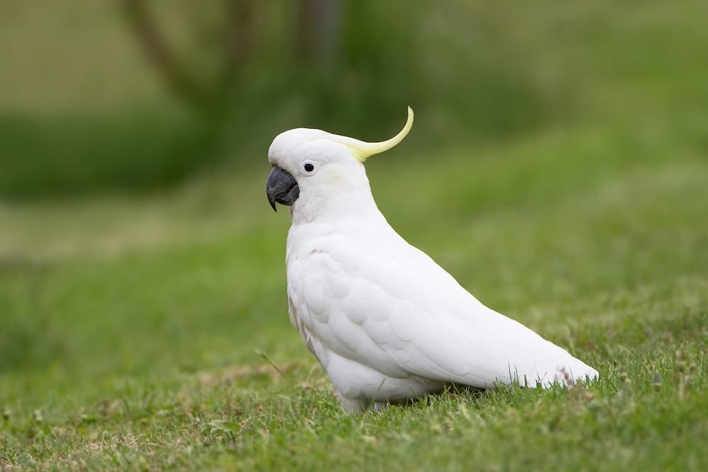 How Old Can Cockatoos Live