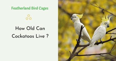 How Old Can Cockatoos Live