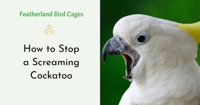 How to Stop a Screaming Cockatoo