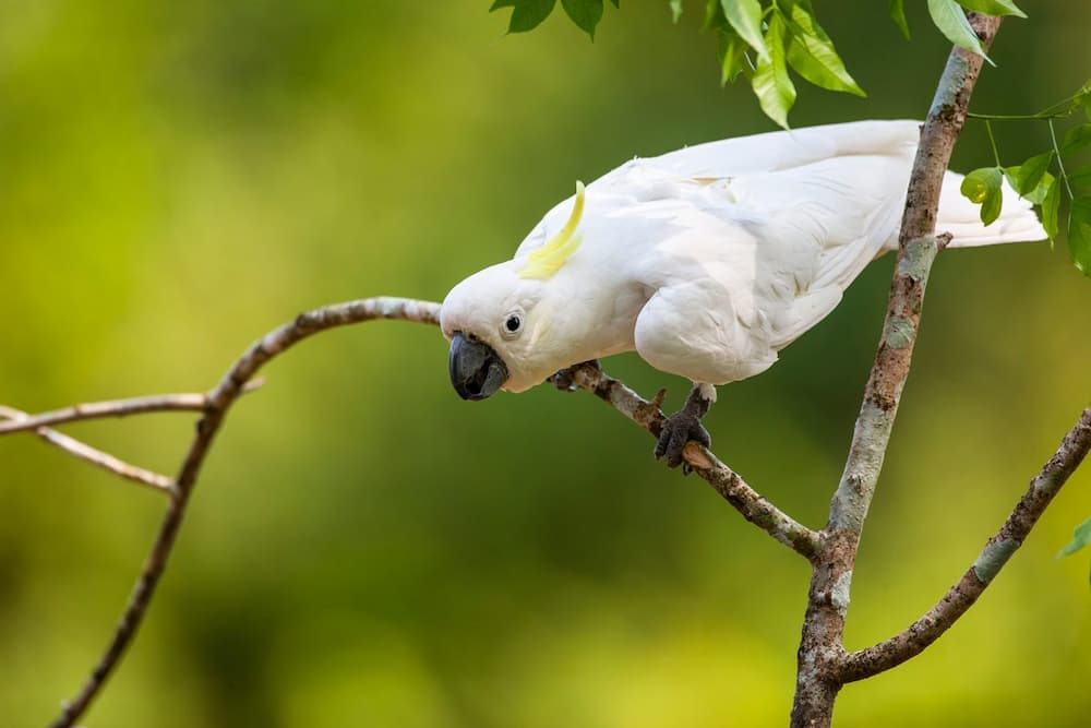 How to Stop a Screaming Cockatoo