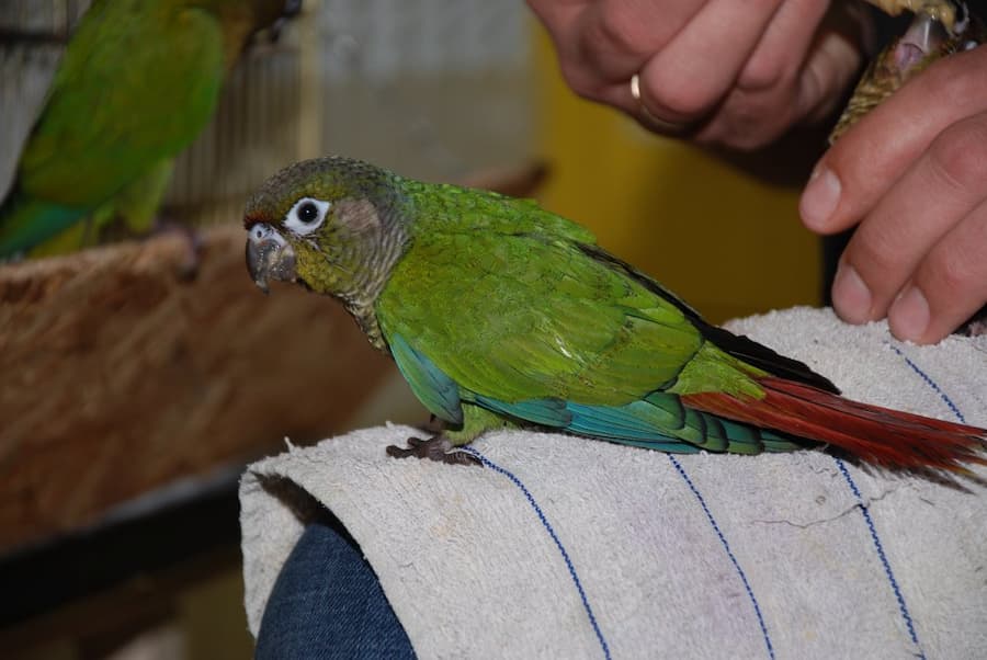 How to Train Conures