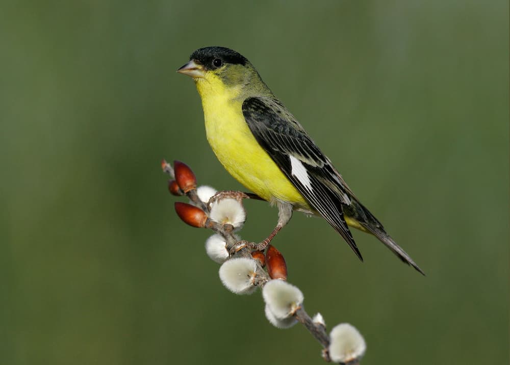 Lesser Goldfinch, Common Birds in Missouri