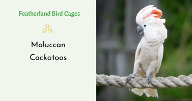 Moluccan Cockatoos