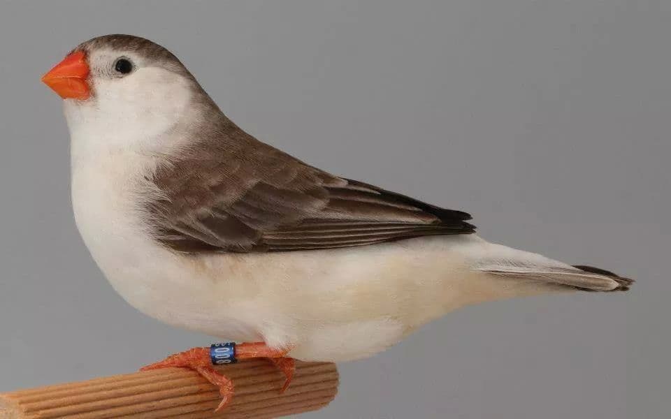 Zebra Finch Mutations, Penguin