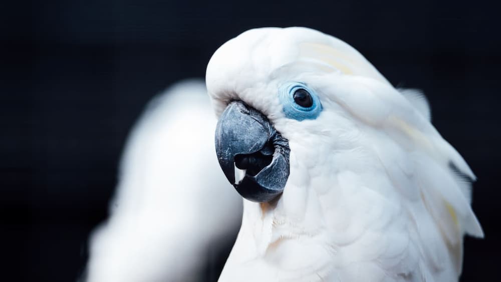 Penny the Cockatoo