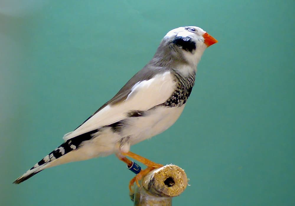 Zebra Finch Mutations, Pied