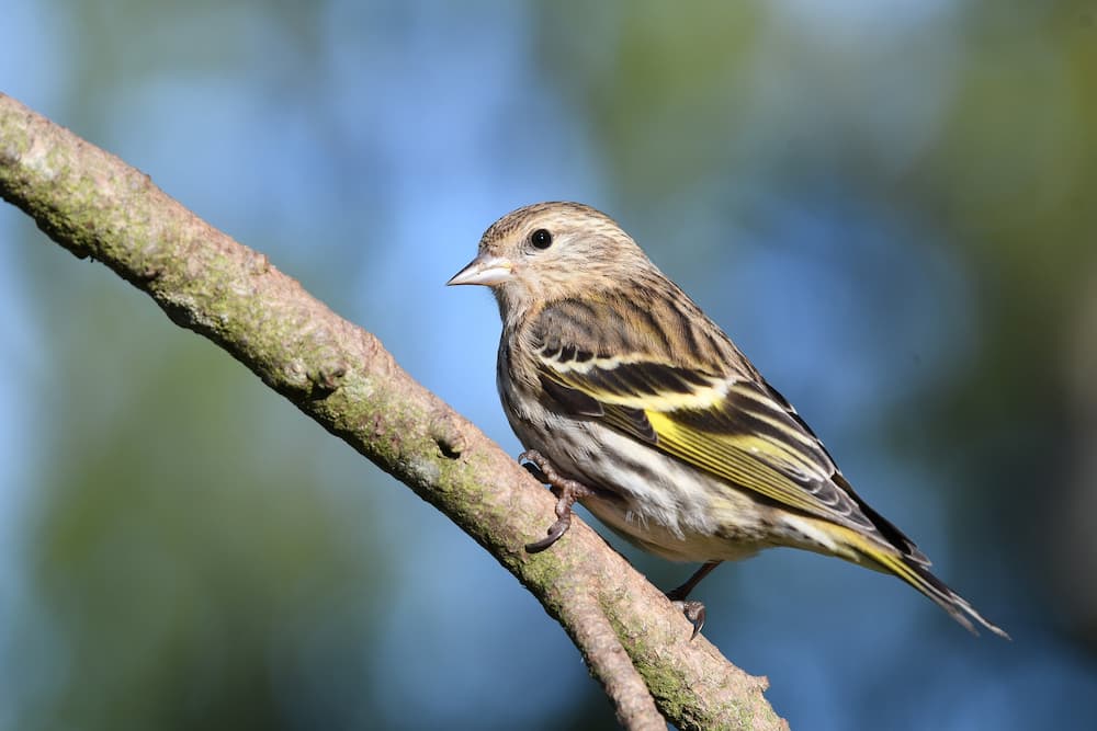 Pine Siskin, Common Birds in Missouri