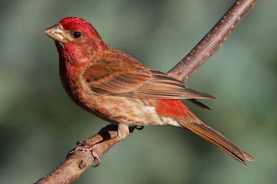 Purple Finch, Common Birds in Missouri