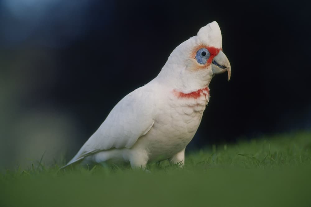 Rare Cockatoos