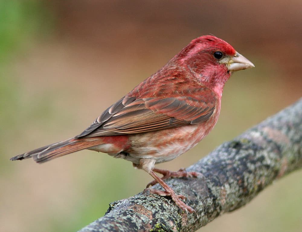 The Red House Finch, House Finch Symbolism