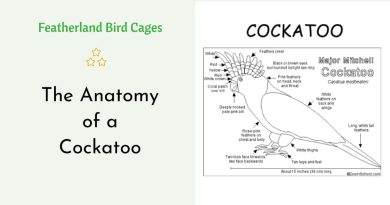 The Anatomy of a Cockatoo