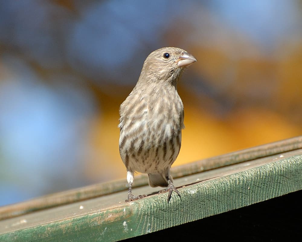 The Black House Finch, House Finch Symbolism