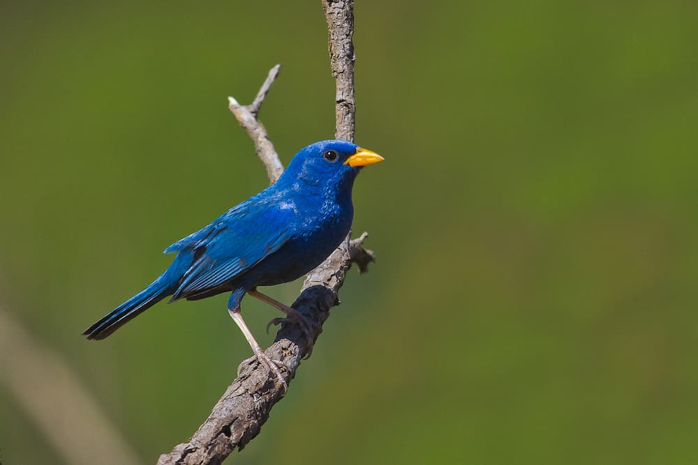 The Blue House Finch, House Finch Symbolism